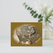Common Toad Coordinating Items Briefkaart (Staand voorkant)