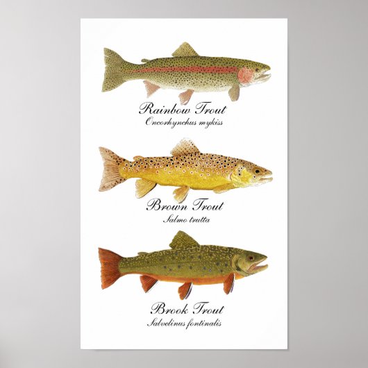 Common Trout Art Poster (Voorkant)