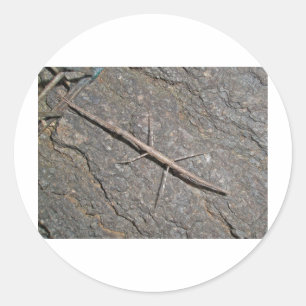 Common Walking tick (Diapheromera femorata) Items Ronde Sticker