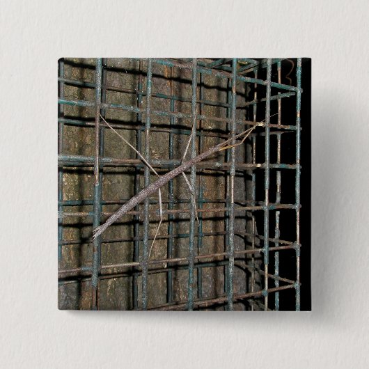 Common Walking tick (Diapheromera femorata) Items Vierkante Button 5,1 Cm (Voorkant)