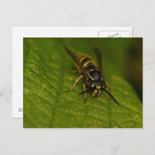 Common Wasp Briefkaart (Voorkant / Achterkant)