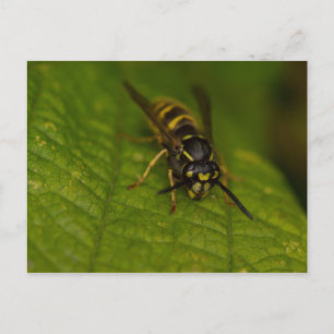 Common Wasp Briefkaart