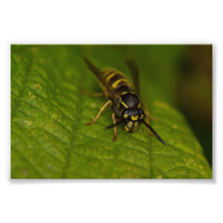 Common Wasp Foto Afdruk