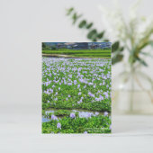 Common Water Hyacinth:Postcard Briefkaart (Staand voorkant)