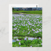 Common Water Hyacinth:Postcard Briefkaart (Voorkant / Achterkant)
