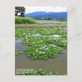 Common Water Hyacinth：Postcard Briefkaart