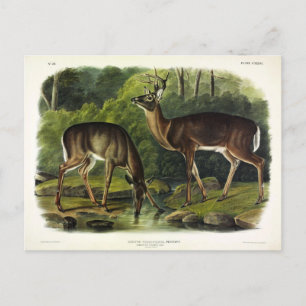 Common (White-tailed) Deer - Audubon Quadrupeds Briefkaart
