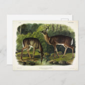 Common (White-tailed) Deer - Audubon Quadrupeds Briefkaart (Voorkant / Achterkant)