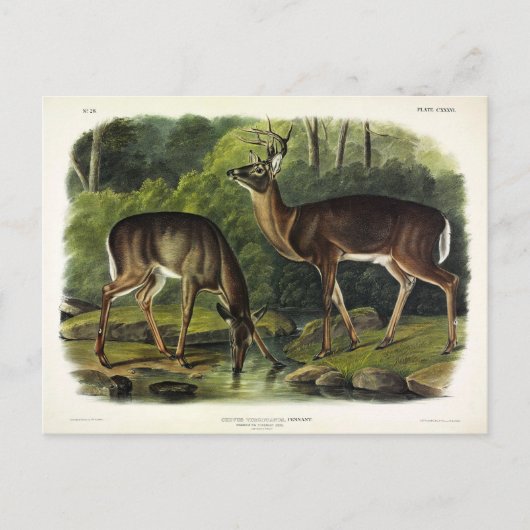 Common (White-tailed) Deer - Audubon Quadrupeds Briefkaart (Voorkant)