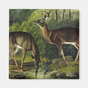 Common (White-tailed) Deer - Audubon Quadrupeds Magneet