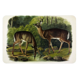 Common (White-tailed) Deer - Audubon Quadrupeds Magneet