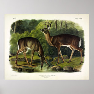 Common (White-tailed) Deer - Audubon Quadrupeds Poster