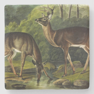 Common (White-tailed) Deer - Audubon Quadrupeds Stenen Onderzetter