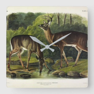 Common (White-tailed) Deer - Audubon Quadrupeds Vierkante Klok