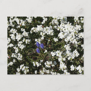 Common Yarrow & Grape Hyacint DIY Briefkaart