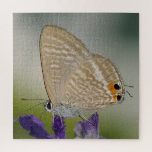 Common Zebra Blue Butterfly Legpuzzel