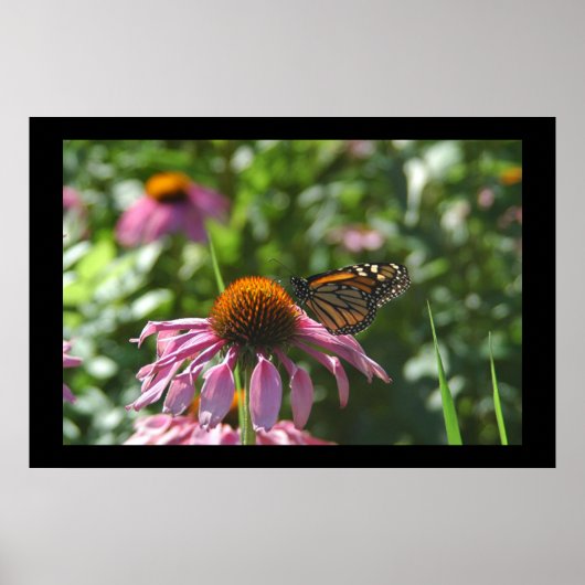 Como Park Butterfly Poster (Voorkant)