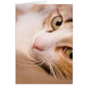 Compas gyroscopique le chat