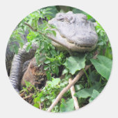 Compiler les stickers Gator (Devant)