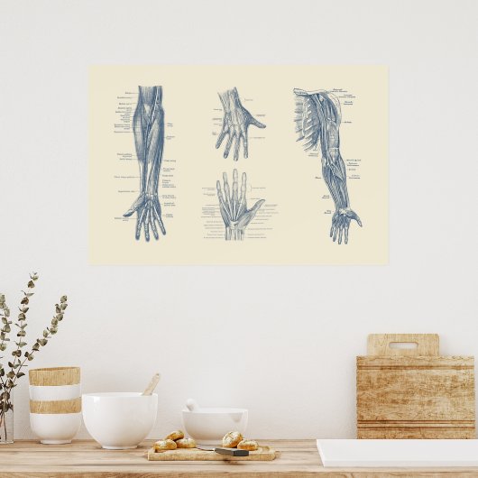 Complete arm- en handdiagram poster (Keuken)