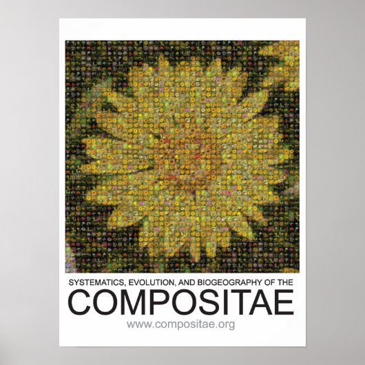 Compositae poster (Voorkant)