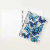Composition des White and Blue Butterflies (Devant avec enveloppe)