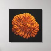 Composition Lichen - Impression d'art en toile (Recto)