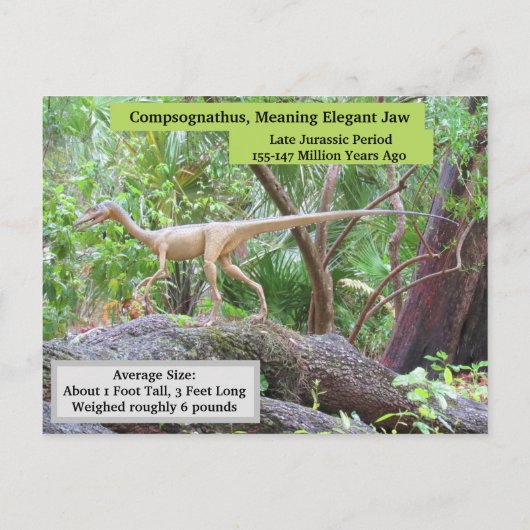Compsognathus - Dinosaure - Carte d'apprentissage (Dos)