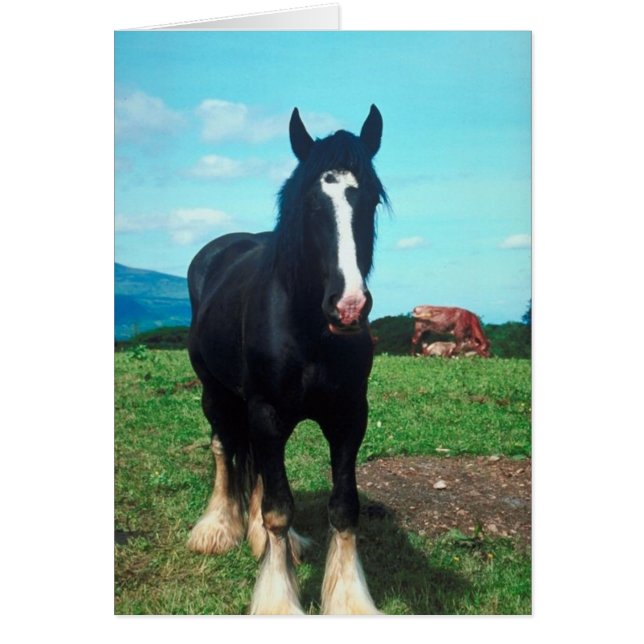 Comté debout (Devant)