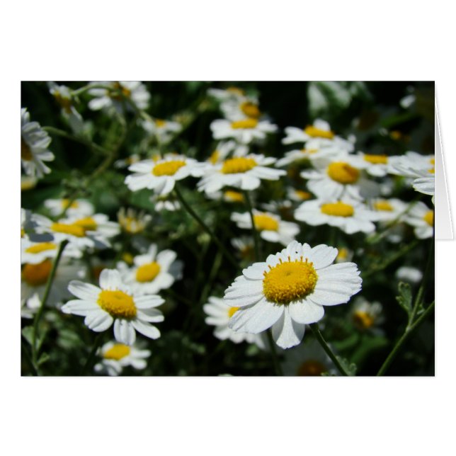 Concentre (Devant horizontal)