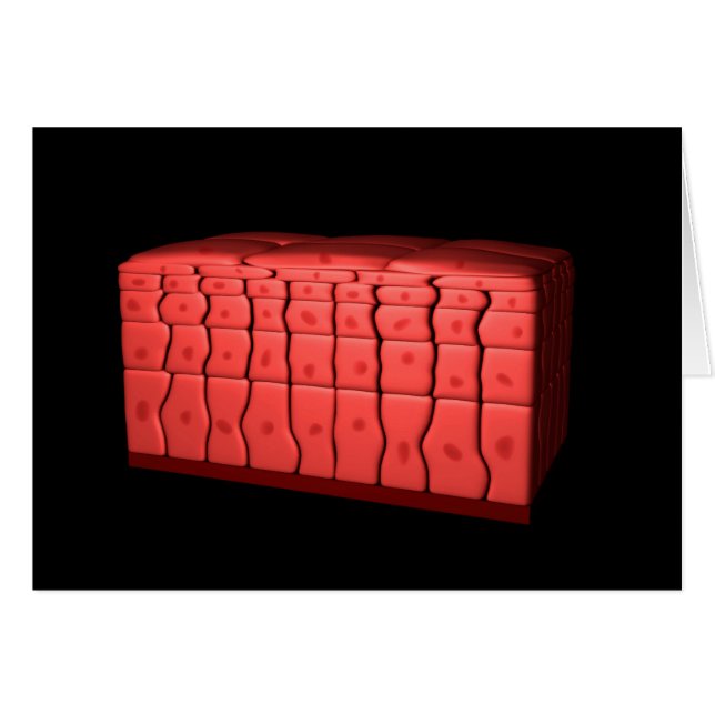 Concept De Stratifié Squamous Epithelium 2 (Devant horizontal)