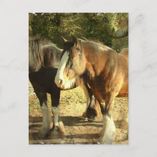 Concept paardenhaar Briefkaart