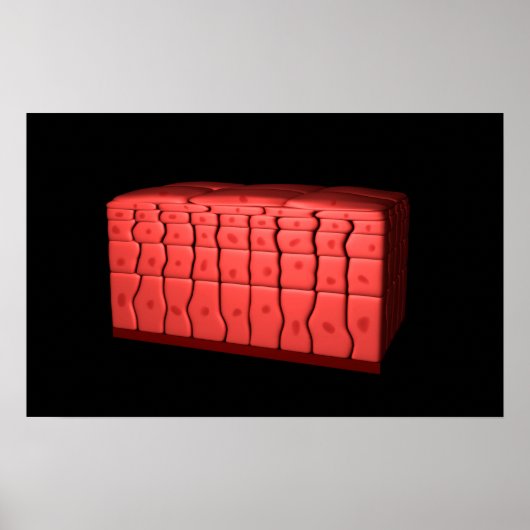 Concept van gestratificeerd vierkant epithelium 2 poster (Voorkant)