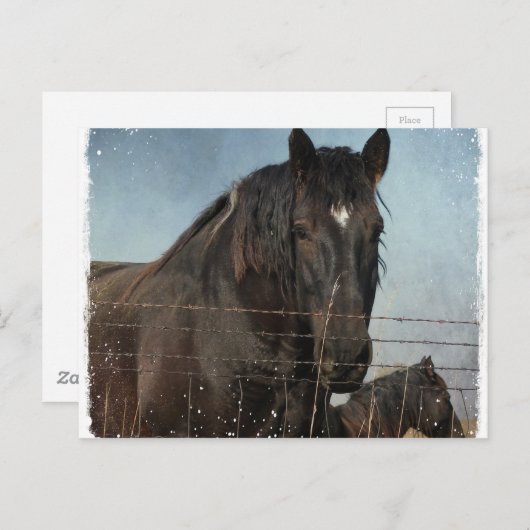 Concepten in weide briefkaart (Voorkant / Achterkant)