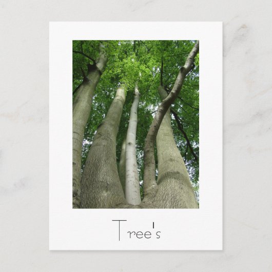Conception de carte postale Arbres (Devant)