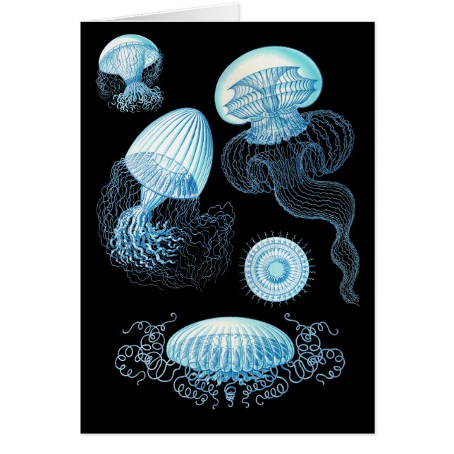 Conception de la méduse Haeckel (Devant)