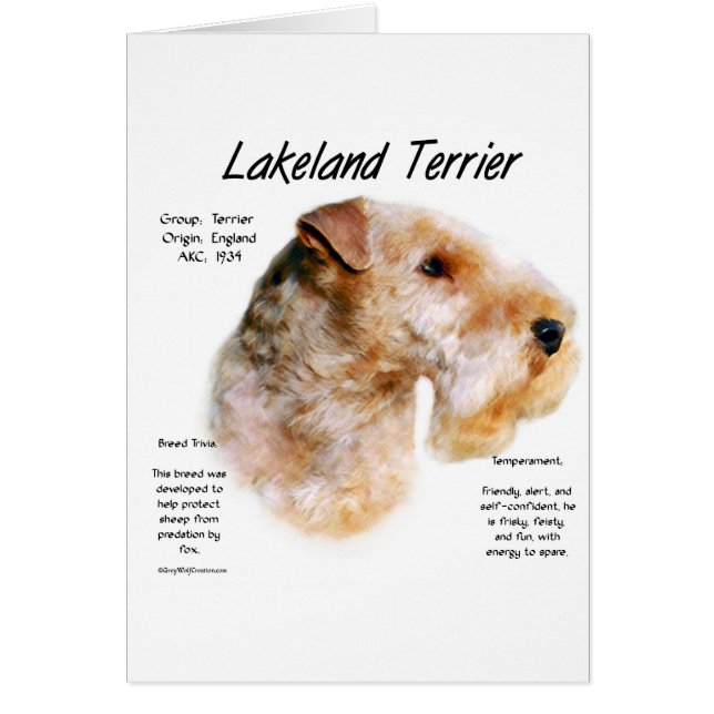Conception de l'histoire de Lakeland Terrier (Devant)