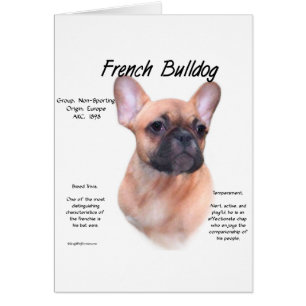 Conception de l'histoire des Bulldog français