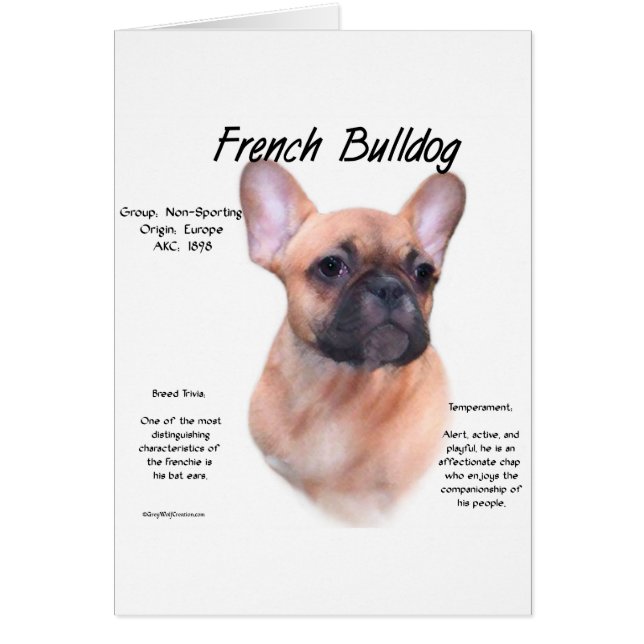 Conception de l'histoire des Bulldog français (Devant)