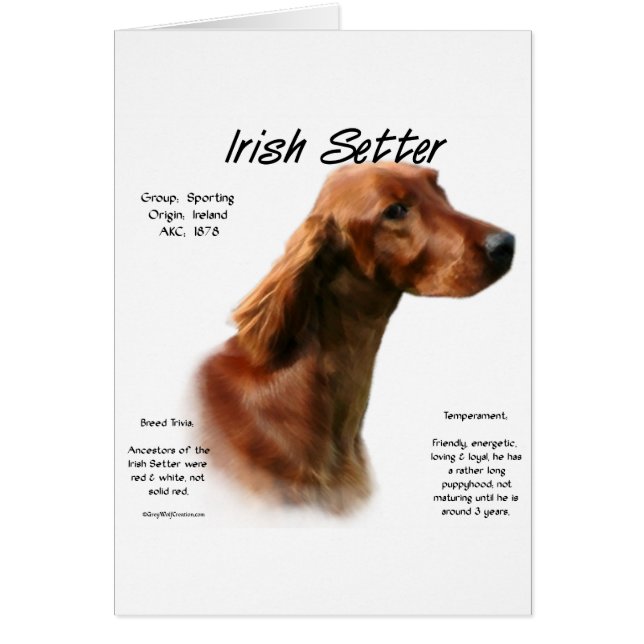 Conception de l'histoire des Setter irlandais (Devant)