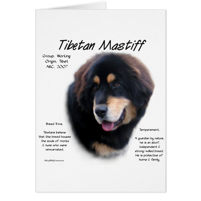 Conception de l'histoire du Mastiff tibétain (Devant)