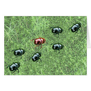 Conception des insectes