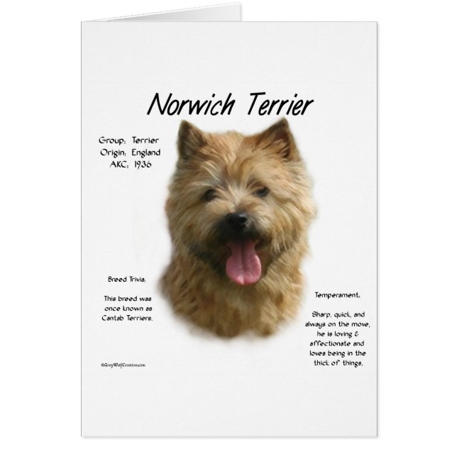 Conception historique de Norwich Terrier (Devant)