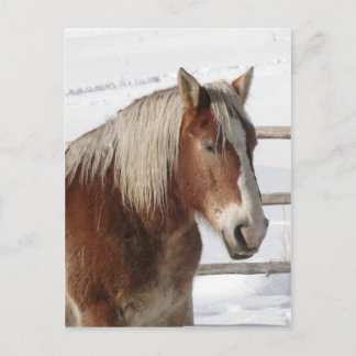 Conceptpaard Briefkaart