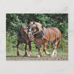 Conceptpaarden in harnas-briefkaart briefkaart