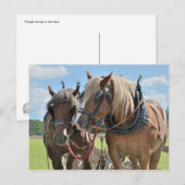 Conceptpaarden in harnas-briefkaart briefkaart (Voorkant / Achterkant)