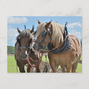 Conceptpaarden in harnas-briefkaart briefkaart