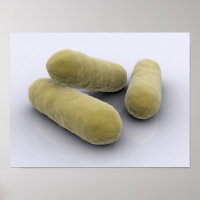 Conceptueel Afbeelding van bacteriën 2