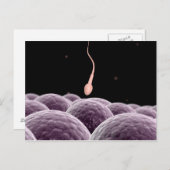 Conceptueel Afbeelding van bevruchting Briefkaart (Voorkant / Achterkant)