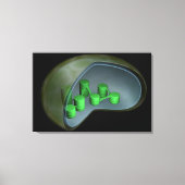 Conceptueel Afbeelding van chloroplast 1 Canvas Afdruk (Voorkant)